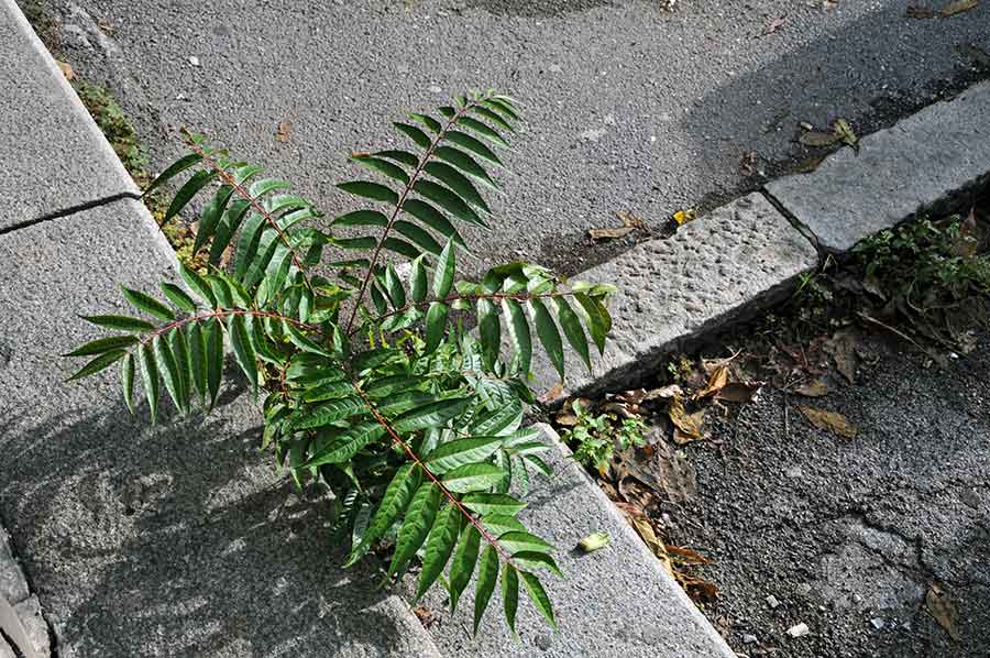 Ailanthus in Cement