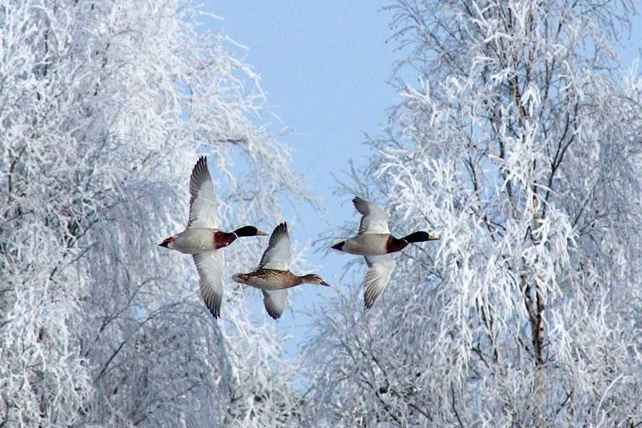 Birds flying in winter