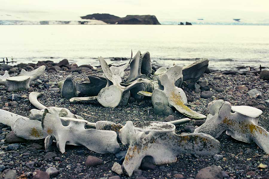 Whale Bones on Beach